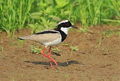 Pied Plover